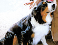 Small picture of Dam's Sire's Dam